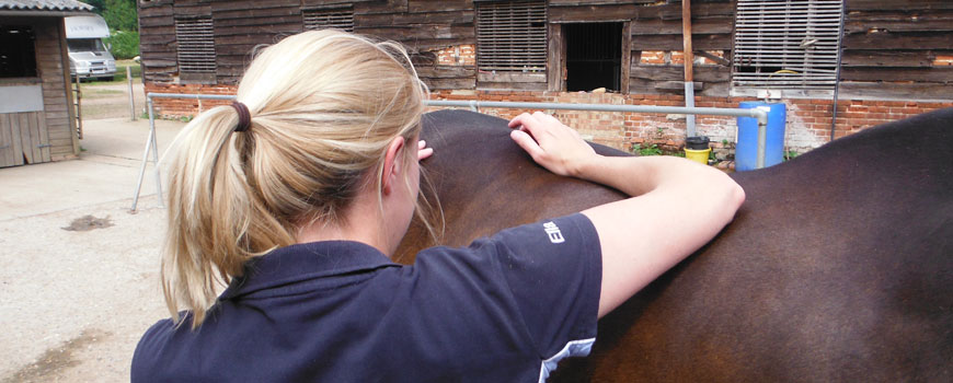 Horse Physiotherapy Suffolk